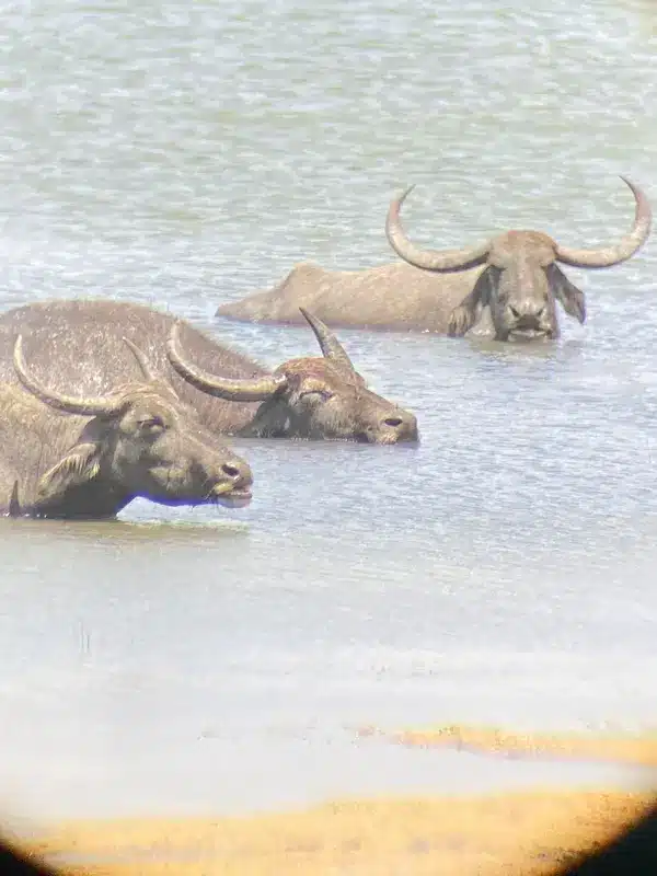 Buffalo lors d'un safari